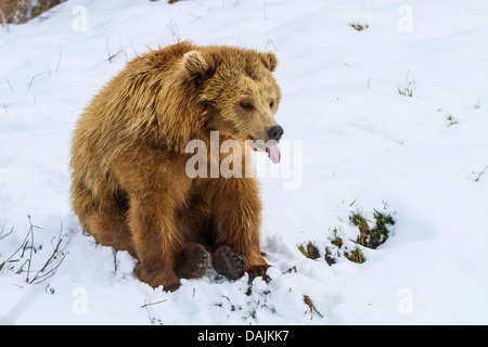 Unione l'orso bruno (Ursus arctos arctos), seduto nella neve e dover praticare la lingua di fuori Foto Stock