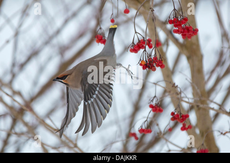 Bohemian waxwing (Bombycilla garrulus), prendendo il largo un ramoscello con frutti rossi di pallon di maggio, in Germania, in Baviera Foto Stock