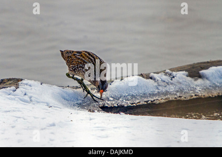 Voltolino (Porzana porzana), su un lago di alimentazione anteriore sulla gru invernale vola, in Germania, in Baviera, il Lago Chiemsee Foto Stock