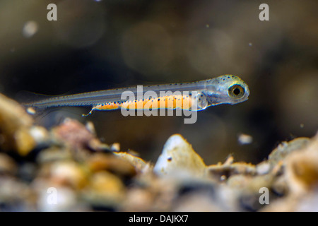 Whitefishes, lago whitefishes (Coregonus spec.), larva Foto Stock