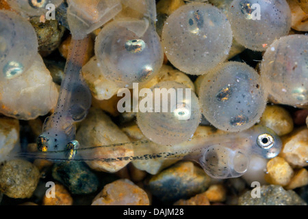 Whitefishes, lago whitefishes (Coregonus spec.), uova e larve schiuse Foto Stock