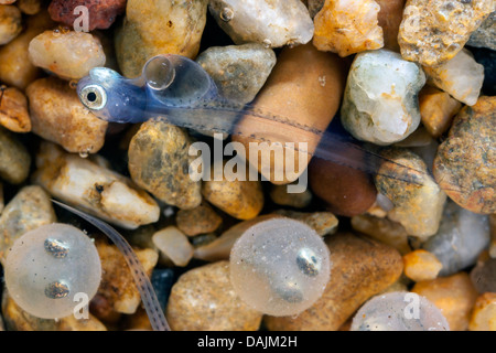 Whitefishes, lago whitefishes (Coregonus spec.), uova e larve schiuse Foto Stock