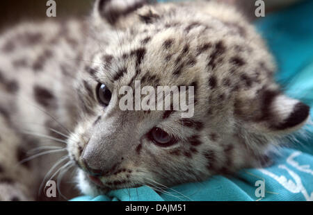 (Dpa) File - Un archivio foto, datata 19 luglio 2010, mostra giovani femmine snow leopard 'razza' avente un riposo nel suo recinto allo zoo di Rostock, Germania. Foto: Jens Büttner Foto Stock