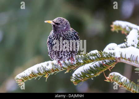 Starling comune (Sturnus vulgaris), seduto su un ramoscello di abete, in Germania, in Baviera Foto Stock