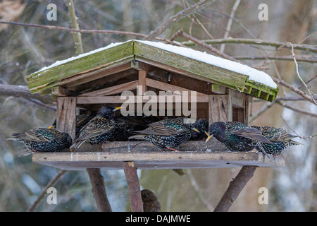 Starling comune (Sturnus vulgaris), un certo numero di storni ricerca feed in una coperta di neve birdhouse, in Germania, in Baviera Foto Stock