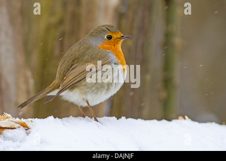 Unione robin (Erithacus rubecula), seduta arruffare fino nella neve, in Germania, in Baviera Foto Stock