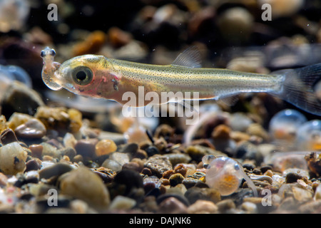 Whitefishes, lago whitefishes (Coregonus spec.), alimentazione su una larva di un temolo Foto Stock