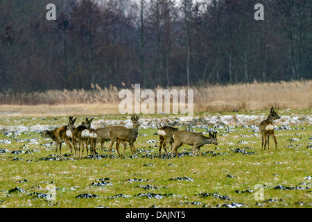 Il capriolo (Capreolus capreolus), gruppo sul prato in inverno, bucks con e senza il velluto, in Germania, in Baviera Foto Stock