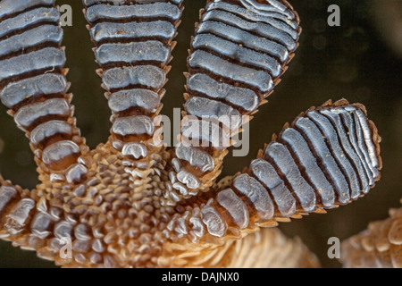 Parete comune geco, Moorish gecko, Parete Moorish Gecko Salamanquesa, Coccodrillo geco comune europeo, gecko Maurita naca gecko (Tarentola mauritanica), il piede da sotto con le lamelle di adesivo chiaramente visibile Foto Stock