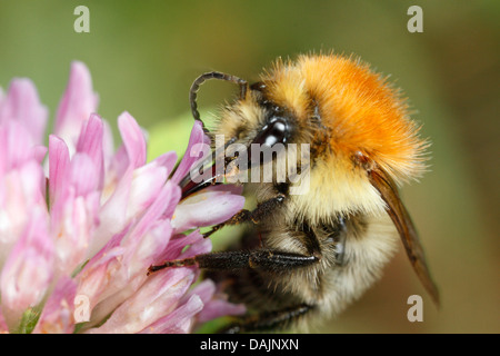 Carda bee, comune carda bee (Bombus pascuorum, Bombus agrorum), bevande nettare da un chiodo di garofano, in Germania, in Baviera Foto Stock