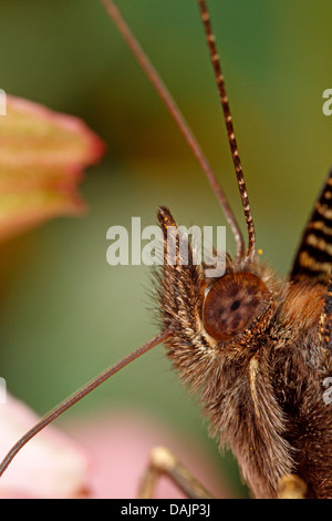 Peacock moth, peacock (Inachis io, Nymphalis io), il Ritratto di un pavone moth succhiare il nettare, in Germania, in Baviera Foto Stock