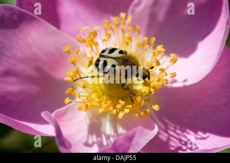 Bee chafer, bee beetle (Trichius fasciatus), la visita di un fiore di rose, Germania Foto Stock
