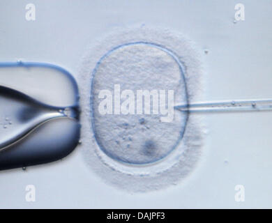 (File) - Un file di dpa foto datata 09 febbraio 2009 mostra una immagine al microscopio di un ovulo umano essere forato da un ago di iniezione presso un laboratorio di Dresda, Germania. Preimplantation la diagnosi genetica è un argomento alquanto controverso in Germania. Foto: Ralf Hirschberger Foto Stock