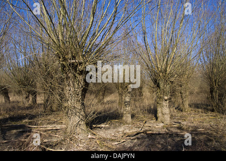 Il salice bianco (Salix alba), pollarded salici in inverno, Germania Foto Stock