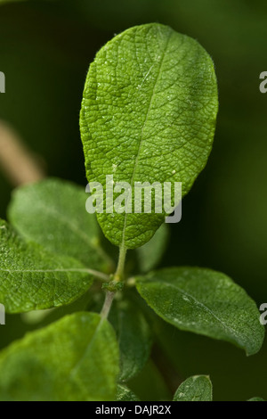 Eared willow (Salix aurita), il ramo, Germania Foto Stock