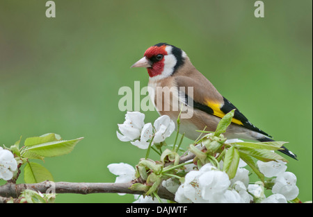 Cardellino (Carduelis carduelis), maschio appollaiato su un fiore ciliegio ramo Foto Stock