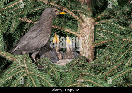 Merlo (Turdus merula), femmina appollaiato sul nido con nidiacei Foto Stock