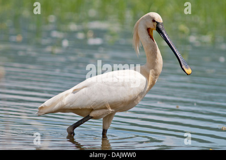 Eurasian spatola o comuni o spatola (Platalea leucorodia) foraggio per i prodotti alimentari Foto Stock