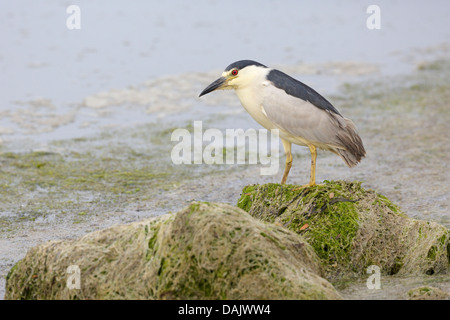 Nero adulto coronato Nitticora Foto Stock