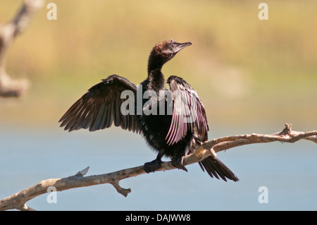 Cormorano pigmeo (Phalacrocorax pygmeus) essiccare le sue piume Foto Stock