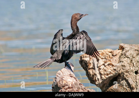 Cormorano pigmeo (Phalacrocorax pygmeus) essiccare le sue piume Foto Stock