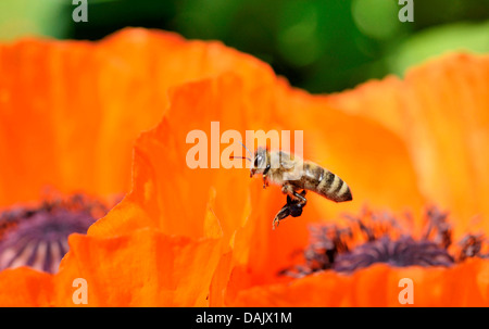 Western miele delle api (Apis mellifera) volare sopra il fiore di un Oriental Papavero (Papaver orientale) Foto Stock