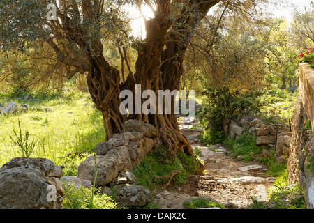 Vecchio Olivo (Olea europaea) accanto a un percorso Foto Stock