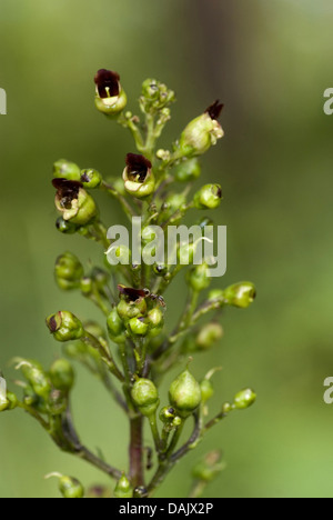 Figwort comune, annodato (figwort Scrophularia nodosa), infiorescenza, Germania Foto Stock