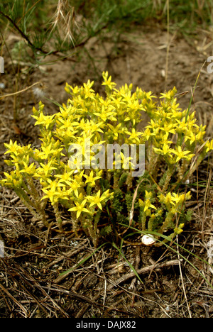 Stonecrop comune, mordere stonecrop, mossy stonecrop, parete di pepe, oro-moss (Sedum acre), fioritura, Germania Foto Stock