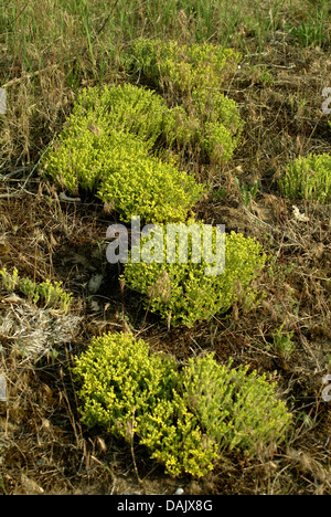 Stonecrop comune, mordere stonecrop, mossy stonecrop, parete di pepe, oro-moss (Sedum acre), fioritura, Germania Foto Stock