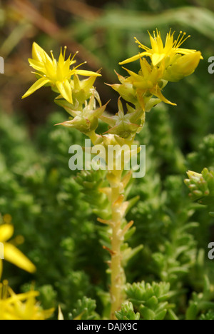 Stonecrop comune, mordere stonecrop, mossy stonecrop, parete di pepe, oro-moss (Sedum acre), infiorescenza, Germania Foto Stock