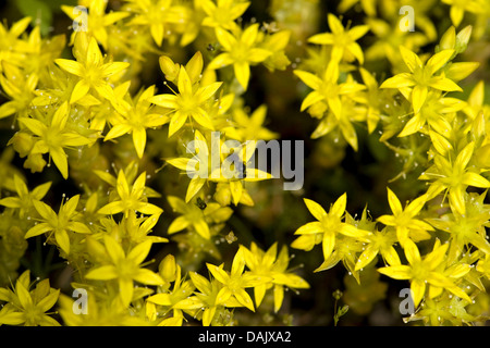 Stonecrop comune, mordere stonecrop, mossy stonecrop, parete di pepe, oro-moss (Sedum acre), fioritura, Germania Foto Stock