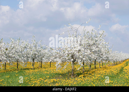 Fioritura bianco ciliegio plantation, ciliegio selvatico o ciliegio dolce (Prunus avium) con giallo di tarassaco (Taraxacum officinale) Foto Stock