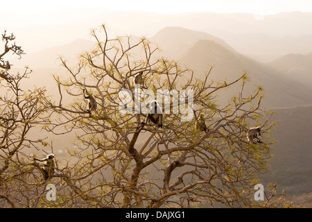 Common Langur o scimmia Hanuman (Semnopithecus Entellus) a Sajjan Garh o Monsoon Palace, Udaipur, Rajasthan, India Foto Stock