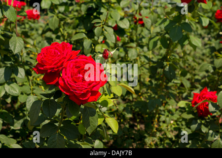 Due belle deep rose rosse su un crescente su una boccola nel giardino immerso nel verde delle foglie, simbolico di amore e romanticismo Foto Stock