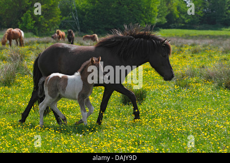 Cavalli islandesi, mare e puledro, camminando su un pascolo Foto Stock