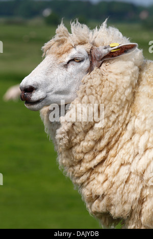 Gli animali domestici delle specie ovina (Ovis orientalis aries) con un orecchio tag, pecora, ritratto Foto Stock