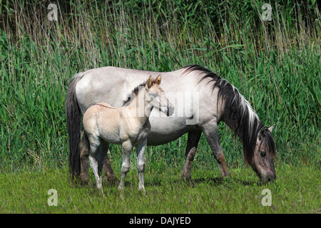 Mare e puledro, cavalli Konik o Polacco cavallo primitivo, allevamento Tarpan indietro (przewalskii Equus caballus f) Foto Stock