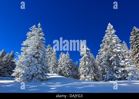 Abete (Picea abies), coperto di neve e abeti rossi nelle Alpi Suisse, Svizzera Foto Stock