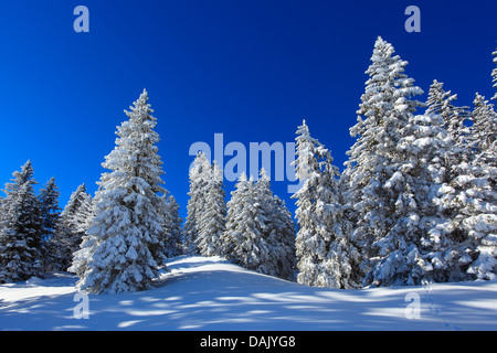 Abete (Picea abies), coperto di neve e abeti rossi nelle Alpi Suisse, Svizzera Foto Stock