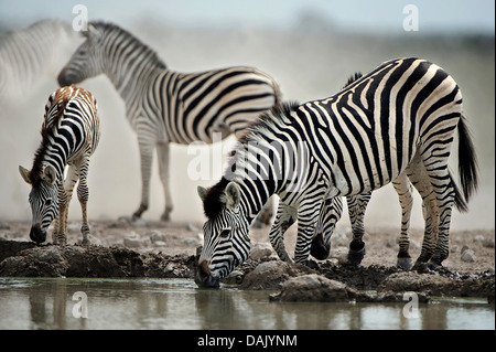 La Burchell zebre (Equus quagga burchelli) bere a waterhole Foto Stock