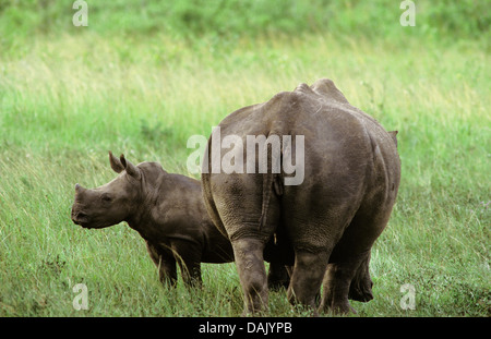 Nord del rinoceronte bianco o piazza a labbro rinoceronte (Ceratotherium simum), mucca con un vitello Foto Stock