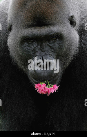 Pianura occidentale (Gorilla Gorilla gorilla gorilla) con fiori nella sua bocca, ritratto Foto Stock