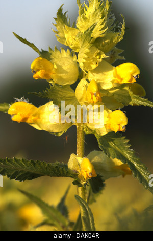 Maggiore giallo-battito (Rhinanthus angustifolius), infiorescenza, Belgio Foto Stock