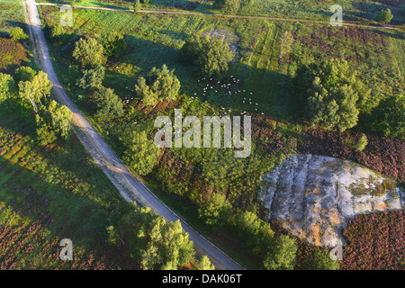 Vista aerea della mandria di vacca in heath, Belgio, Limburg Foto Stock