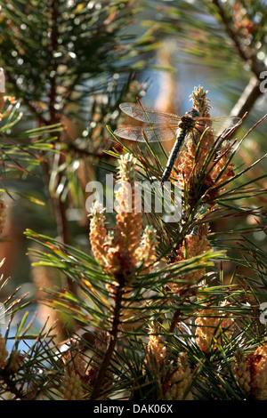 Libellula pelose in appoggio sulla Corsica Pine Foto Stock