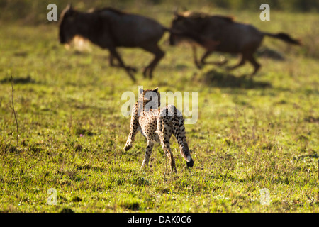 Ghepardo (Acinonyx jubatus) blu a caccia di GNU (Connochaetes taurinus) Foto Stock