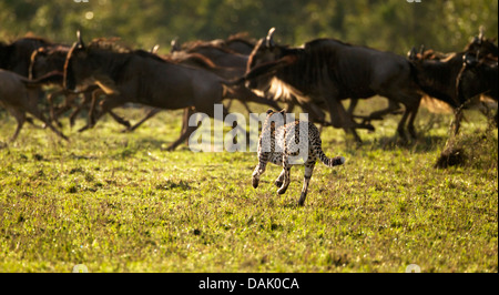 Ghepardo (Acinonyx jubatus) blu a caccia di GNU (Connochaetes taurinus) Foto Stock