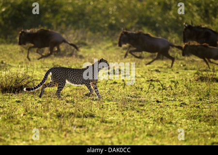 Ghepardo (Acinonyx jubatus) blu a caccia di GNU (Connochaetes taurinus) Foto Stock