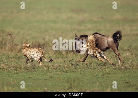 Ghepardi (Acinonyx jubatus) a caccia di un giovane Blue Gnu (Connochaetes taurinus) Foto Stock